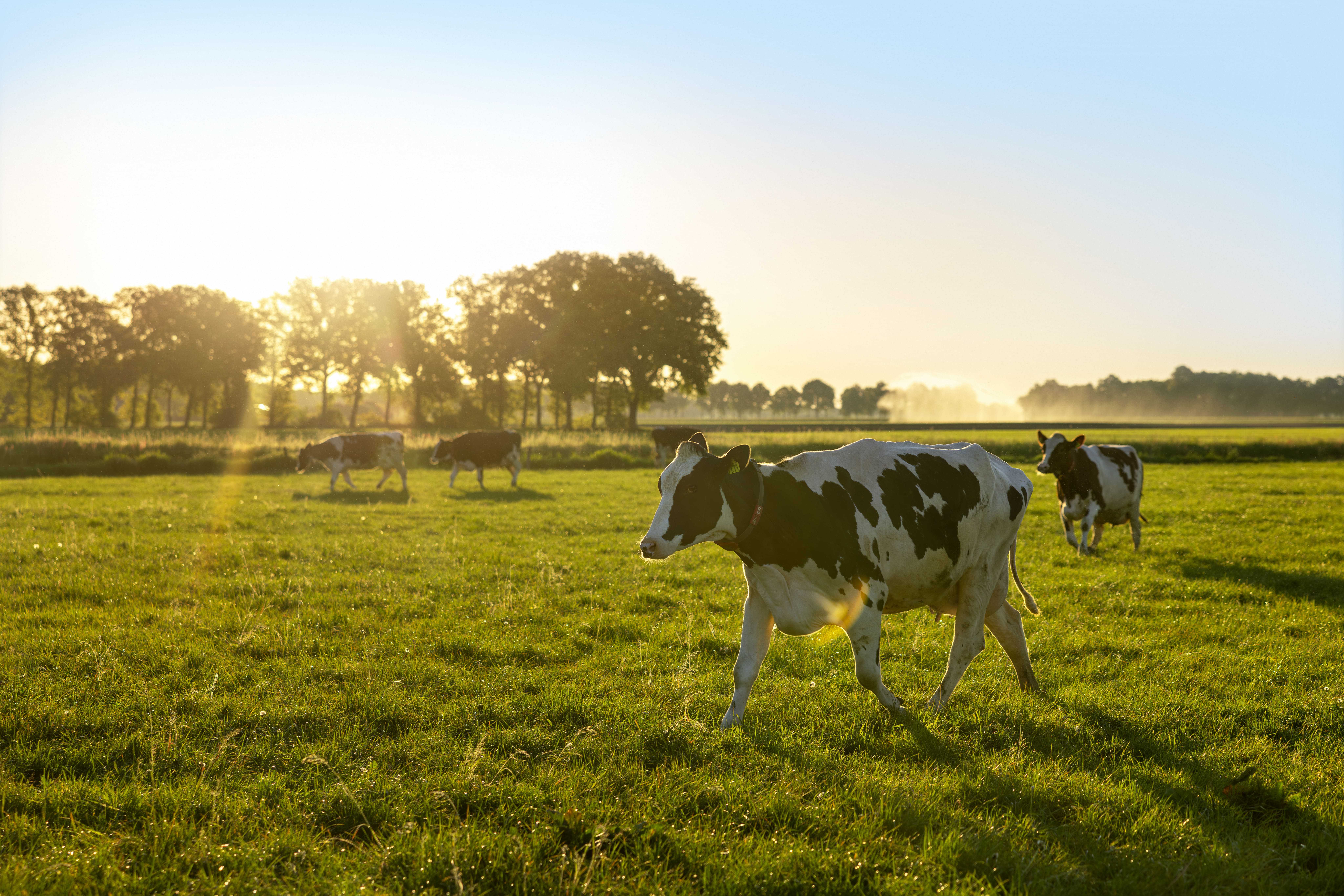 2025_05_12_Friso_Cows_Sunrise_646.jpeg