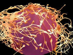 2026到北京做供卵试管还能排到吗？借卵生子