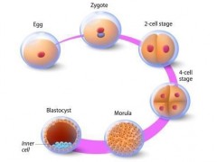 解读：去泰国做试管婴儿，从三方面提高囊胚着床率