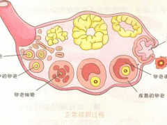 试管婴儿过程中最痛苦的地方 要经历这些劫