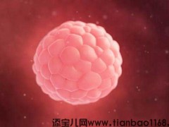 卵子的质量级别怎么划分