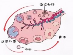 13号染色体三体，泰国第三代试管婴儿避免染色体异常问题