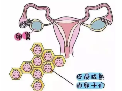 如何判断卵泡发育得怎么样？卵泡发育不良做试管婴儿成功率高吗