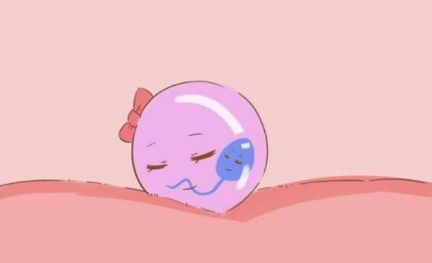 备孕调理身体吃什么？备孕时期可以吃甜菜吗？